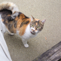 オレが猫と戯れていた件