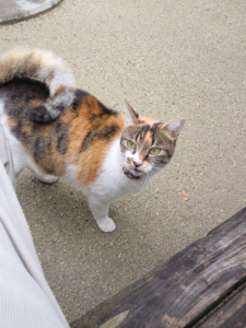 オレが猫と戯れていた件