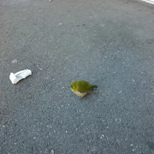 コンビニにメジロがいた件