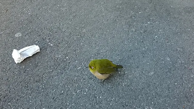 コンビニにメジロがいた件